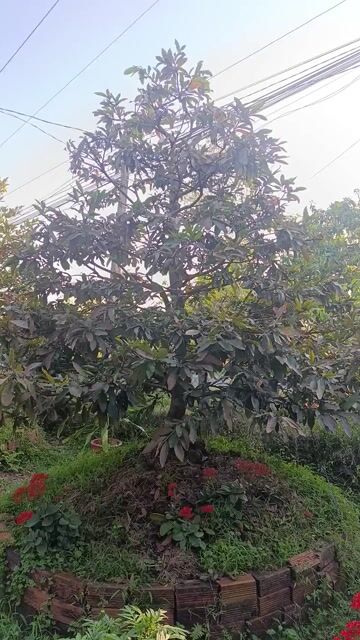 Cây cảnh Mai Tàn tròn Nu xù. Mua bán Cây cảnh, đồ trang trí tại Huyện Cái Bè Tiền Giang được đăng bởi Nguyễn Thảo hình 1