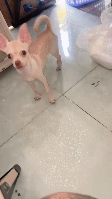 Chó Chihuahua cái 6 tháng màu trắng kem. Mua bán Chó tại Quận Tân Bình Tp Hồ Chí Minh được đăng bởi Hữu Nhựt hình 1