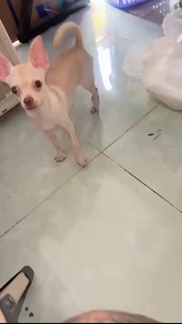 Chó Chihuahua cái 6 tháng màu trắng kem. Mua bán Chó tại Quận Tân Bình Tp Hồ Chí Minh được đăng bởi Hữu Nhựt hình 1