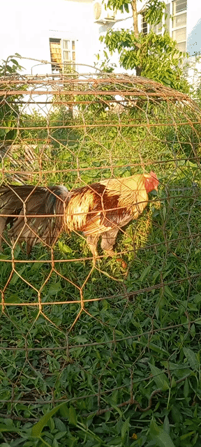 Gà chọi Xám Tơ zin bắn long. Mua bán Gà tại Huyện Mỏ Cày Bắc Bến Tre được đăng bởi Van hình 1