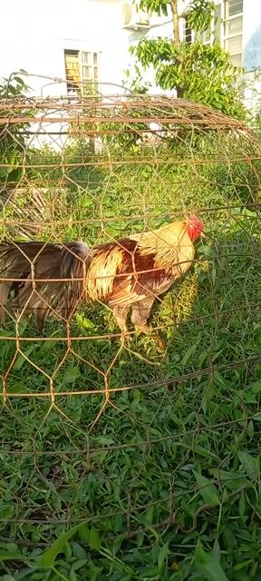 Gà chọi Xám Tơ zin bắn long. Mua bán Gà tại Huyện Mỏ Cày Bắc Bến Tre được đăng bởi Van hình 1