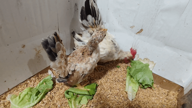 GÀ SERAMA TRỐNG ĐIỀU NHẠN, MÁI VÀNG. Mua bán Gà tại Quận 8 Tp Hồ Chí Minh được đăng bởi THUẬN PHÁT SERAMA hình 1