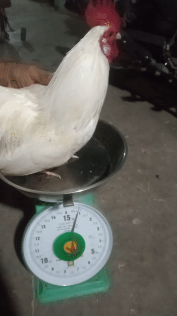 Gà cảnh trống mái Trắng Nâu. Mua bán Gà tại Huyện Bình Đại Bến Tre được đăng bởi 5 bưởi hình 1