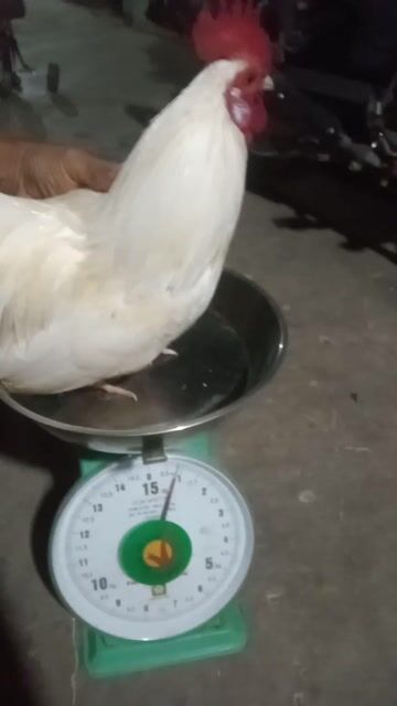 Gà cảnh trống mái Trắng Nâu. Mua bán Gà tại Huyện Bình Đại Bến Tre được đăng bởi 5 bưởi hình 1