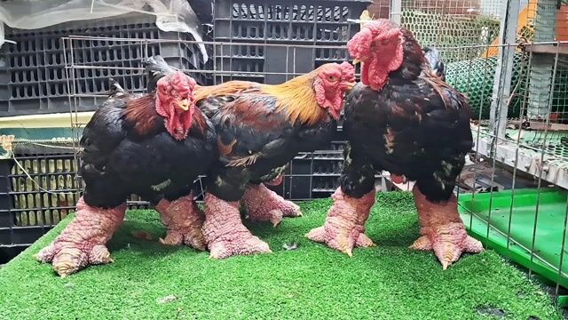 Gà giống già năm chân to 5kg 6kg ❤️❤️❤️. Mua bán Gà tại Thành phố Dĩ An Bình Dương được đăng bởi chuyên cung cấp gà đông tảo thuần chủng  hình 1