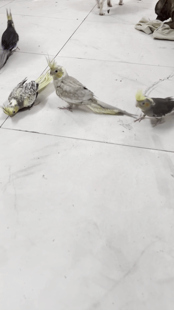 Vẹt Cockatiel Xám vàng trắng. Mua bán Chim tại Quận Bình Tân Tp Hồ Chí Minh được đăng bởi tran khiem hình 1