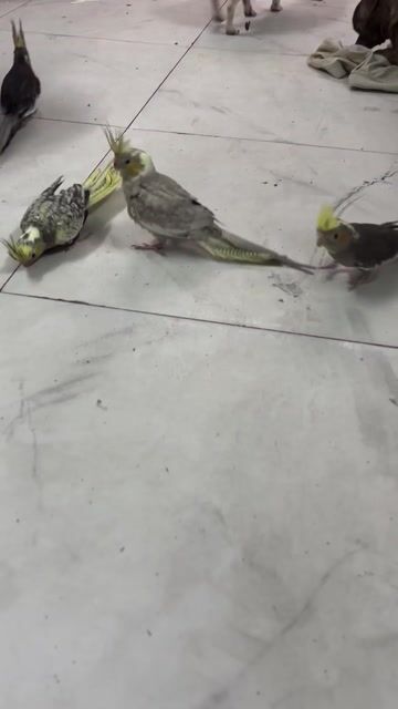 Vẹt Cockatiel Xám vàng trắng. Mua bán Chim tại Quận Bình Tân Tp Hồ Chí Minh được đăng bởi tran khiem hình 1