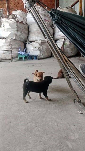 Chó con 3 tháng màu Nâu. Mua bán Chó tại Huyện Đức Hòa Long An được đăng bởi Giang hình 1