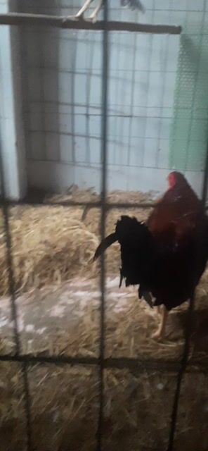 Gà nọc 1.6kg. Mái 1kg. Mua bán Gà tại Thành phố Thuận An Bình Dương được đăng bởi Hồng phát68 hình 1