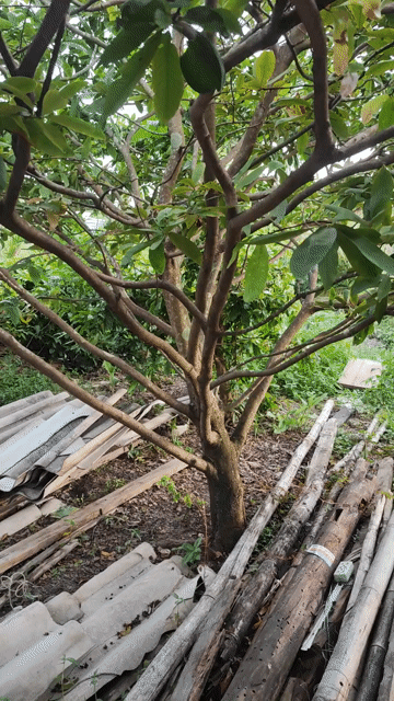 Mai cảnh quan đẹp. Mua bán Cây cảnh, đồ trang trí tại Huyện Cái Nước Cà Mau được đăng bởi Hào hình 1