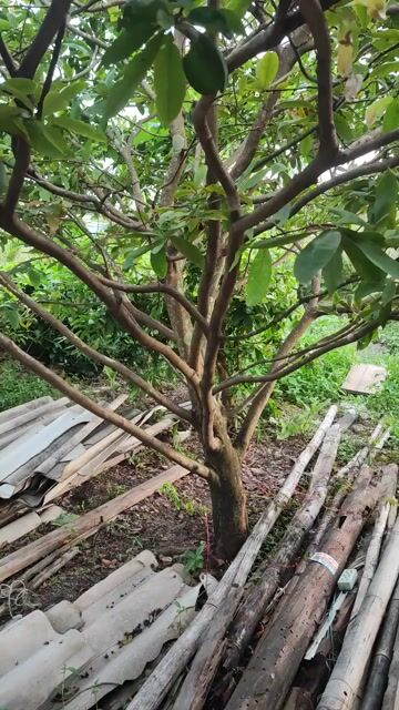 Mai cảnh quan đẹp. Mua bán Cây cảnh, đồ trang trí tại Huyện Cái Nước Cà Mau được đăng bởi Hào hình 1