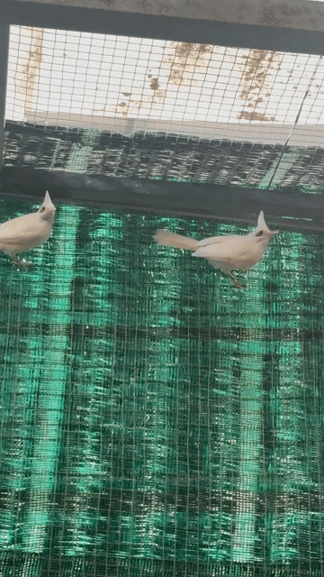 Thanh lý cặp Chim chào mào Bạch đang đẻ và 2 mái. Mua bán Chim tại Quận Ngũ Hành Sơn Đà Nẵng được đăng bởi Thanh Quang hình 1