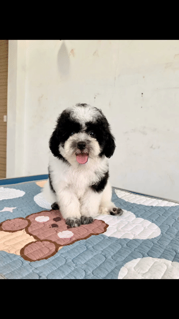 Bé gái bò sữa mặt đẹp mảng màu cân. Mua bán Chó tại Quận 12 Tp Hồ Chí Minh được đăng bởi SHOP PET NẮNG BÌNH DƯƠNG  hình 1