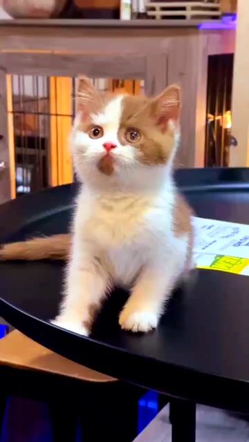 Mèo Bicinamon lông ngắn đực 2 tháng. Mua bán Mèo tại Thành phố Thủ Đức Tp Hồ Chí Minh được đăng bởi Âu Minh Huy hình 1