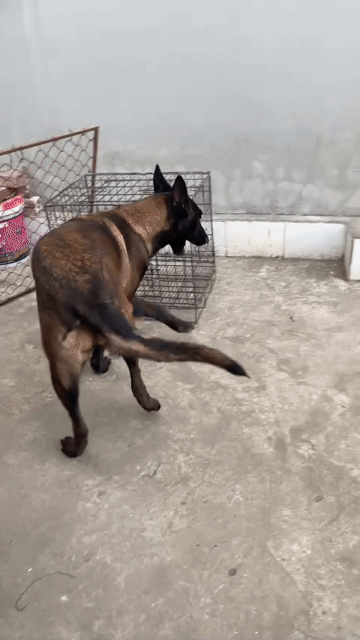không chăm được cần bán gấp. Mua bán Chó tại Huyện Đông Anh Hà Nội được đăng bởi ngô Tuấn hình 1