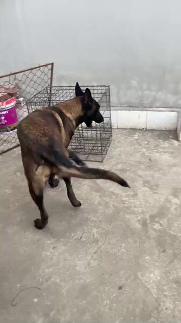 không chăm được cần bán gấp. Mua bán Chó tại Huyện Đông Anh Hà Nội được đăng bởi ngô Tuấn hình 1