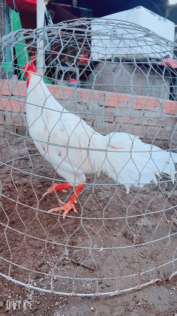 Gà chọi Thái Mỹ trống 3.8kg. Mua bán Gà tại Thành phố Sa Đéc Đồng Tháp được đăng bởi Gà Nòi Đồng Tháp hình 1