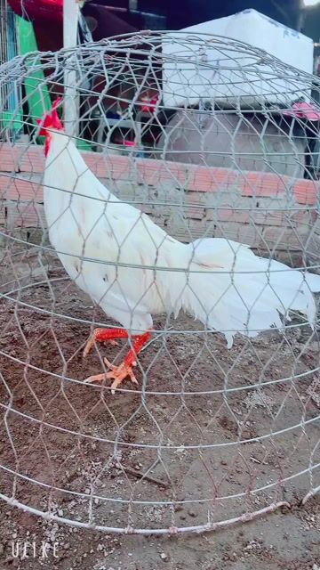 Gà chọi Thái Mỹ trống 3.8kg. Mua bán Gà tại Thành phố Sa Đéc Đồng Tháp được đăng bởi Gà Nòi Đồng Tháp hình 1