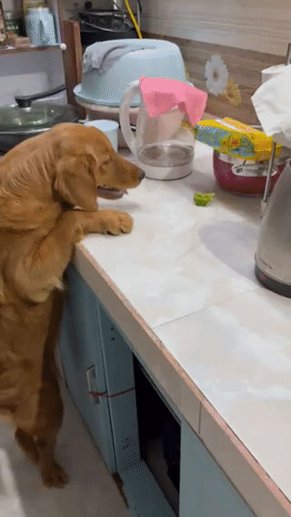 Chó Golden Retriever cái 9 tháng. Mua bán Chó tại Thành phố Móng Cái Quảng Ninh được đăng bởi Luật  hình 1