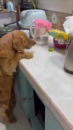 Chó Golden Retriever cái 9 tháng. Mua bán Chó tại Thành phố Móng Cái Quảng Ninh được đăng bởi Luật  hình 1