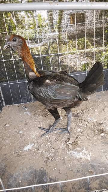 peru rặc hiện 2ky2 chuẩn bị đẻ . Mua bán Gà tại Quận Ô Môn Cần Thơ được đăng bởi ga đá base hình 1