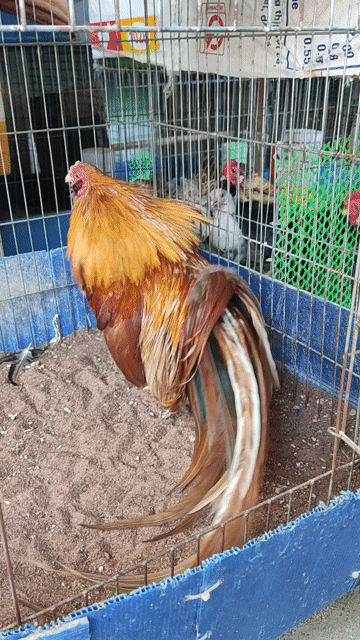 Gà Tân Châu Đại Trống Khét vàng. Mua bán Gà tại Huyện Hàm Thuận Bắc Bình Thuận được đăng bởi Nguyễn Trần Nhật Tân hình 1