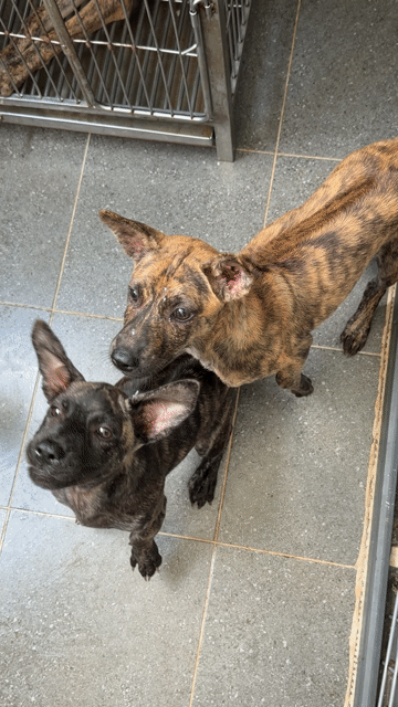 Chó Phú Quốc vện 2,5 tháng. Mua bán Chó tại Quận 12 Tp Hồ Chí Minh được đăng bởi QB SHOP PETS hình 1