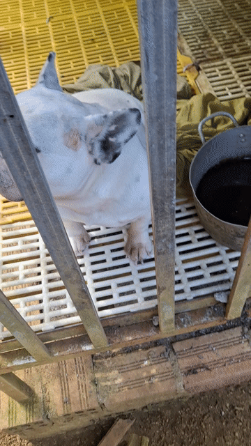 Chó Bulldog Pháp cái. Mua bán Chó tại Thành phố Bảo Lộc Lâm Đồng được đăng bởi Zeroteo Tb hình 1