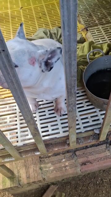 Chó Bulldog Pháp cái. Mua bán Chó tại Thành phố Bảo Lộc Lâm Đồng được đăng bởi Zeroteo Tb hình 1
