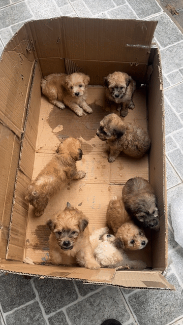 Poodle nhà đẻ màu lộn xộn 2 tháng tuổi. Mua bán Chó tại Thành phố Thủ Đức Tp Hồ Chí Minh được đăng bởi Anh Bi hình 1