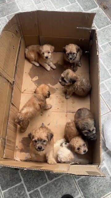 Poodle nhà đẻ màu lộn xộn 2 tháng tuổi. Mua bán Chó tại Thành phố Thủ Đức Tp Hồ Chí Minh được đăng bởi Anh Bi hình 1