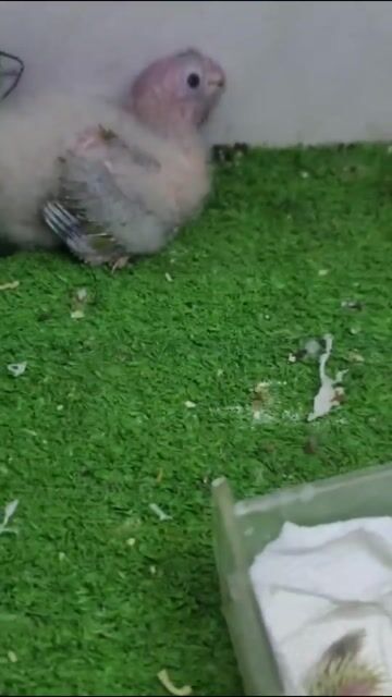 Chim Lovebird Xanh lá, Xanh dương. Mua bán Thú cưng khác tại Quận 5 Tp Hồ Chí Minh được đăng bởi Thuỳ vân hình 1