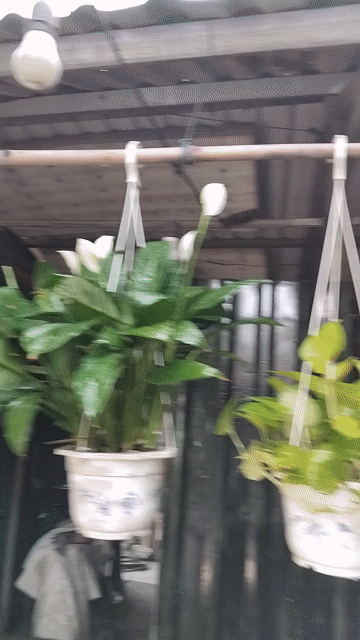 6 chậu như hình.. Mua bán Cây cảnh, đồ trang trí tại Quận 12 Tp Hồ Chí Minh được đăng bởi ĐẠT hình 1