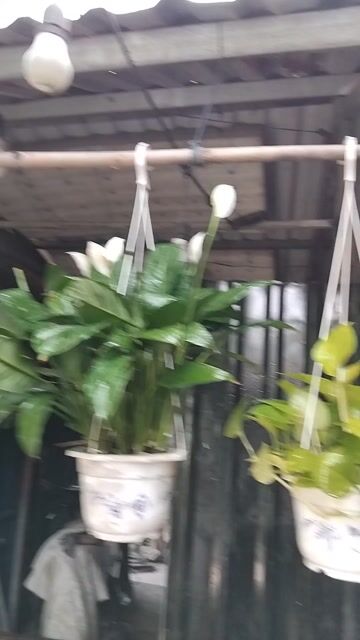 6 chậu như hình.. Mua bán Cây cảnh, đồ trang trí tại Quận 12 Tp Hồ Chí Minh được đăng bởi ĐẠT hình 1