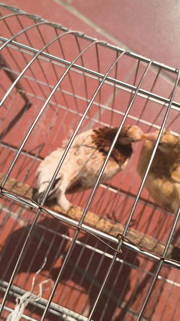 Gà bắc cộc mái 3 tháng. Mua bán Gà tại Huyện Thường Tín Hà Nội được đăng bởi Nguyễn Thắng hình 1