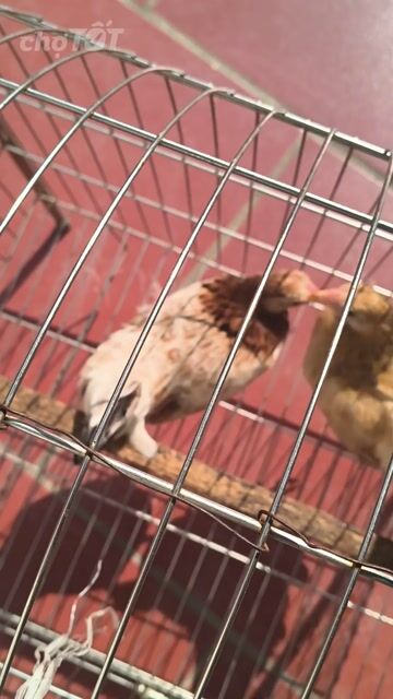 Gà bắc cộc mái 3 tháng. Mua bán Gà tại Huyện Thường Tín Hà Nội được đăng bởi Nguyễn Thắng hình 1