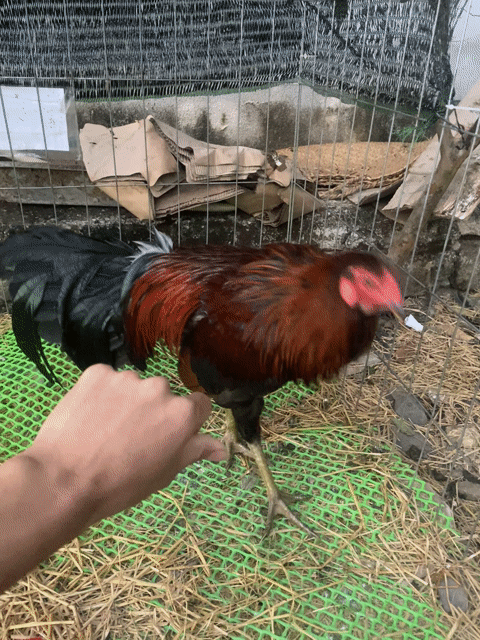 Gà chọi Mỹ F1 2k7. Mua bán Gà tại Thị xã Bình Long Bình Phước được đăng bởi Lê hình 1