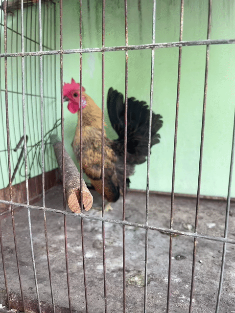 Gà cảnh trống Nâu đen. Mua bán Gà tại Huyện Hóc Môn Tp Hồ Chí Minh được đăng bởi vinh nguyển hình 1