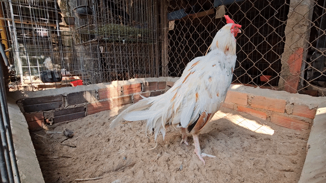 Bướm 2kg7 hơn. Mua bán Gà tại Huyện Hòa Thành Tây Ninh được đăng bởi Hoàng Tiến hình 1