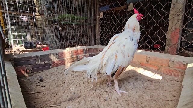 Bướm 2kg7 hơn. Mua bán Gà tại Huyện Hòa Thành Tây Ninh được đăng bởi Hoàng Tiến hình 1