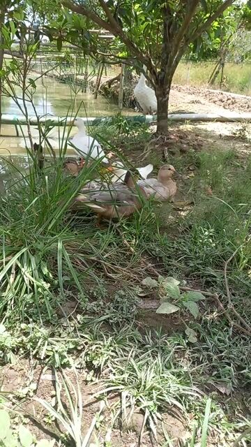 Vịt Call Duck nhỏ Nâu, Trắng. Mua bán Thú cưng khác tại Huyện Châu Thành Đồng Tháp được đăng bởi Cuc Pin hình 1