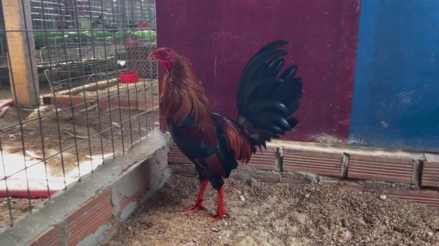 Asill Mỹ 1kg6 . cứng gà . Trại Gà Nghĩa Q12.. Mua bán Gà tại Huyện Hóc Môn Tp Hồ Chí Minh được đăng bởi Trại Gà Tre Nghĩa Q12  hình 1