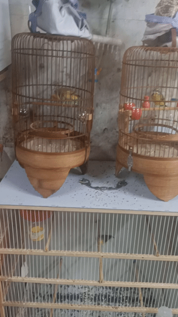  3 con Thạch yến Vàng 1 năm tuổi. Mua bán Chim tại Quận 5 Tp Hồ Chí Minh được đăng bởi chim cảnh  hình 1
