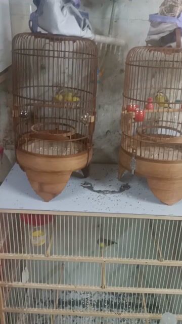  3 con Thạch yến Vàng 1 năm tuổi. Mua bán Chim tại Quận 5 Tp Hồ Chí Minh được đăng bởi chim cảnh  hình 1