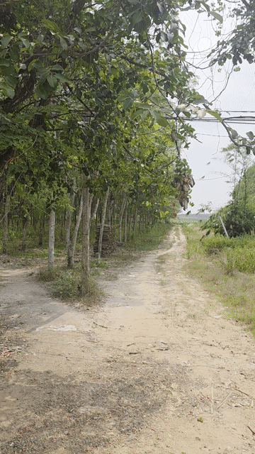 Mua bán Đất Huyện Tân Biên Tây Ninh diện tích 3000 m² giá 2 tỷ