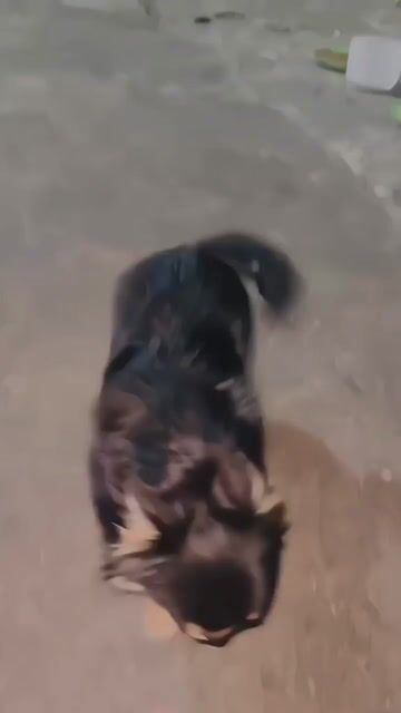 PHỐI CHIHUAHUA LÔNG DÀI. Mua bán Chó tại Quận Tân Phú Tp Hồ Chí Minh được đăng bởi Ngọc Vân hình 1