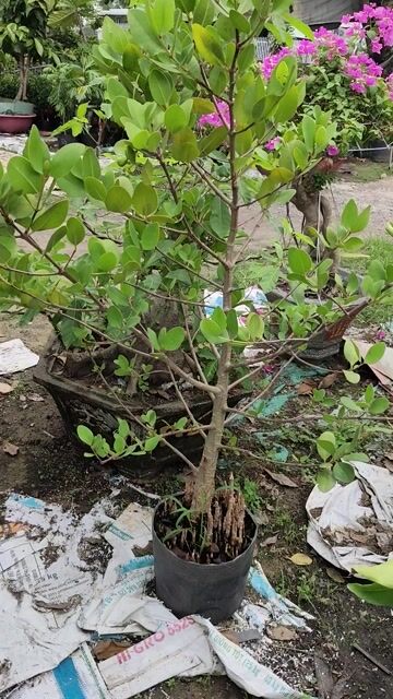 Cây bần ổi 1.5m đang ra trái. Mua bán Cây cảnh, đồ trang trí tại Huyện Gò Dầu Tây Ninh được đăng bởi Dương hình 1