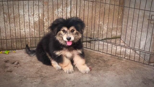 Chó Gấu Bắc Hà Tam Thể Màu + Lưỡi Đốm Siêu Lông Xù. Mua bán Chó tại Quận Gò Vấp Tp Hồ Chí Minh được đăng bởi Shop SH Và Chó Cộc Sài Gòn hình 1