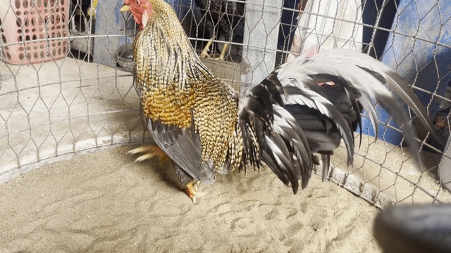 Gà chọi 2.5kg Đực. Mua bán Gà tại Huyện Cái Bè Tiền Giang được đăng bởi 1994   ý mỹ Thuận hình 1
