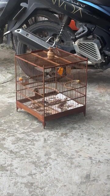 Chim chào mào màu Nâu. Mua bán Chim tại Huyện Lệ Thủy Quảng Bình được đăng bởi Phạm Thế Bình hình 1